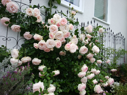 20190531-3.jpg