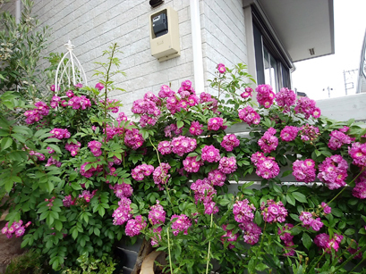 20190531-4.jpg